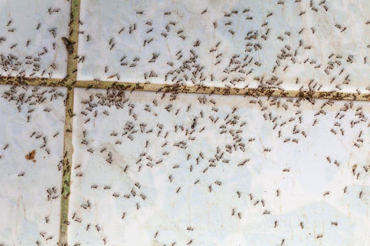 How To Get Rid Of Ants In The Kitchen